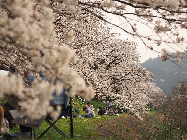 斐伊川堤防桜並木