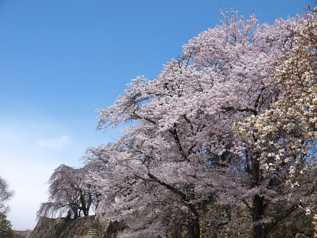 津山城址