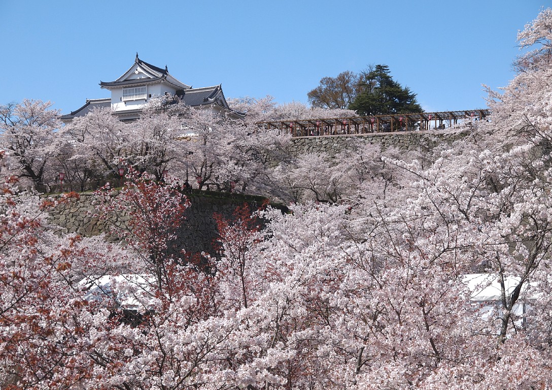 鶴山公園