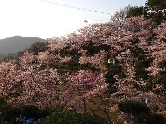 千光寺の桜