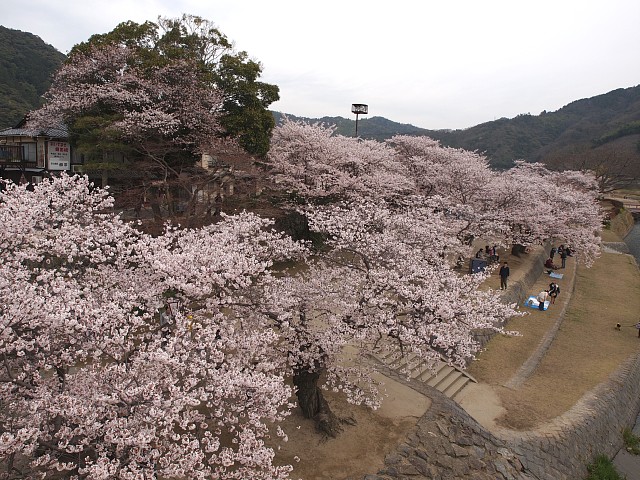 今津川岸