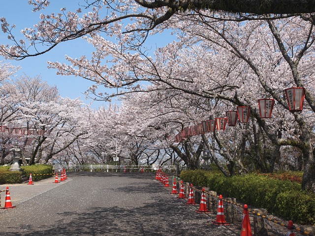 桜並木