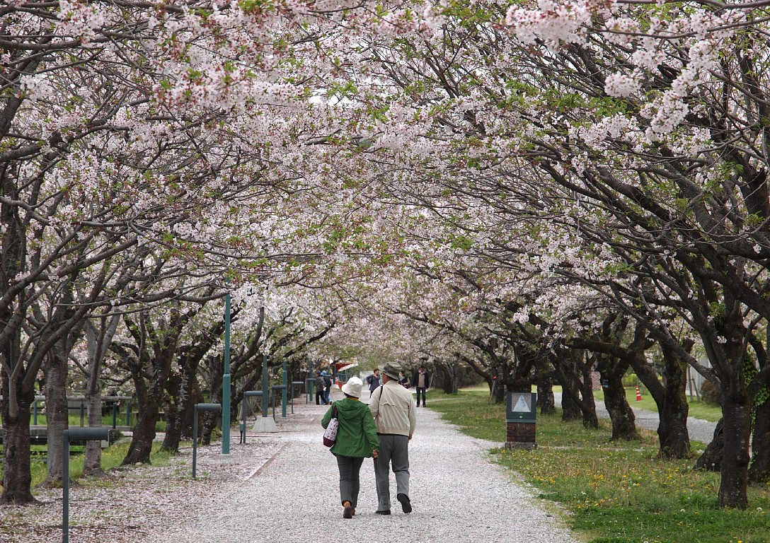 鏡野公園の桜トンネル
