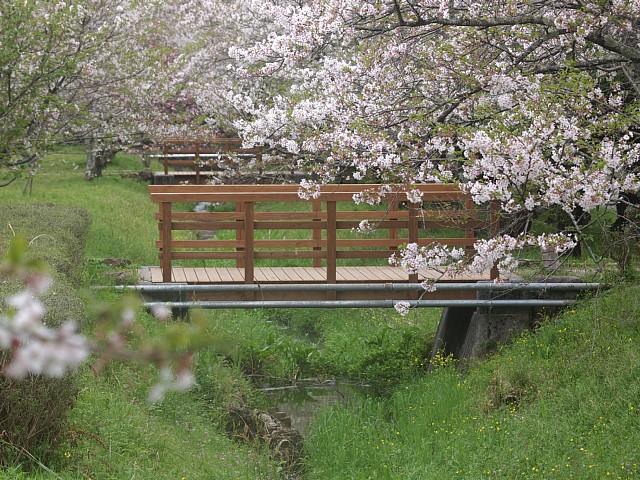 サクラの園