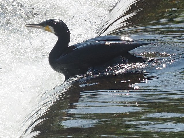 水鳥