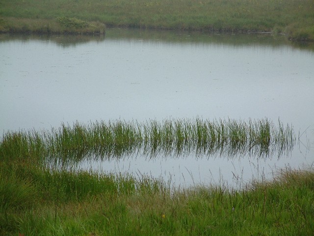 池面