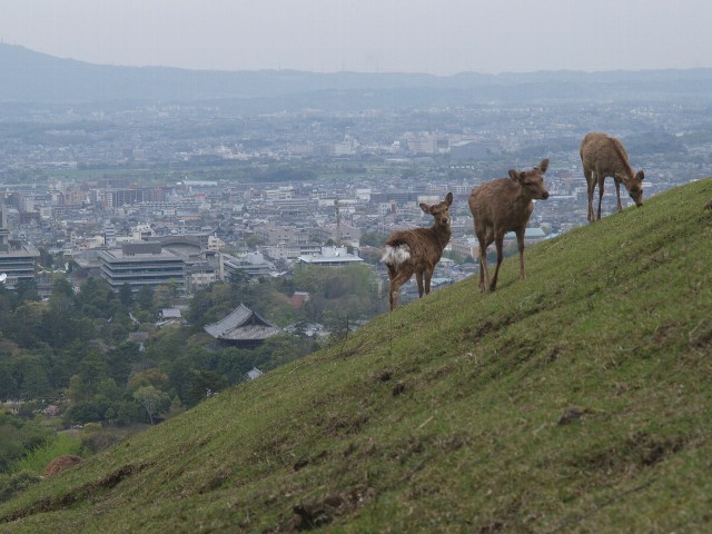 若草山の鹿