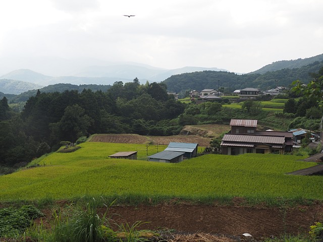 荒原の棚田