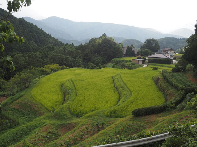 荒原の棚田