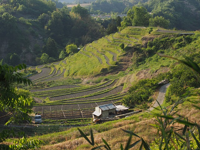 棚田