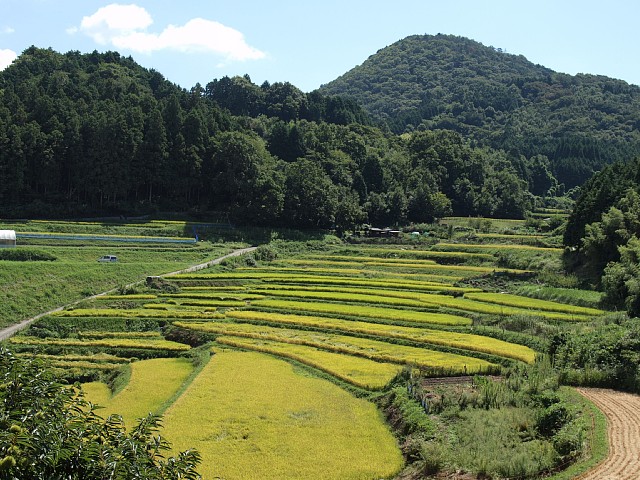 長谷棚田と三草山