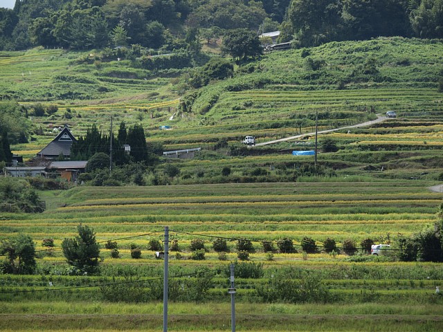 長谷棚田を下から