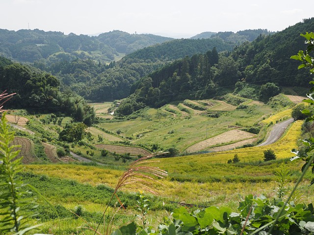 上籾の棚田