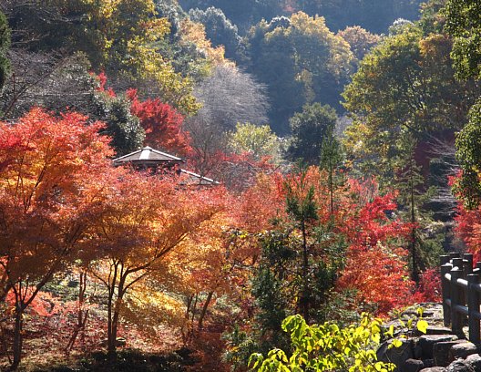 やはた川自然公園