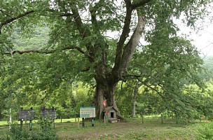 横川のムクノキ