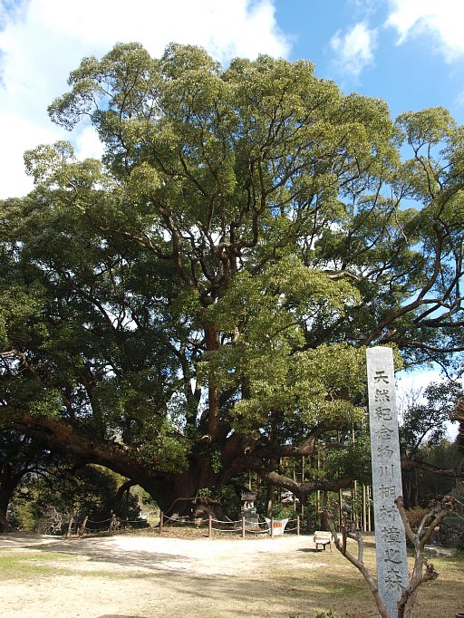 川棚村樟之森