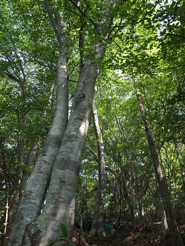 長野山のブナ原生林
