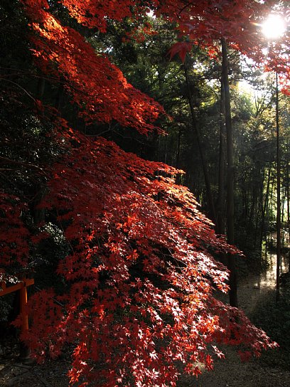 紅葉
