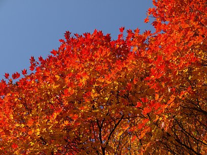 紅葉