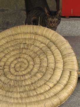 笠
