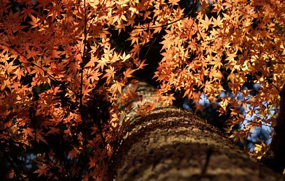 紅葉