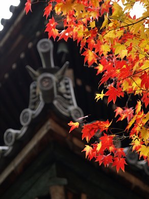 赤と黄