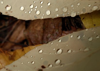 雨粒