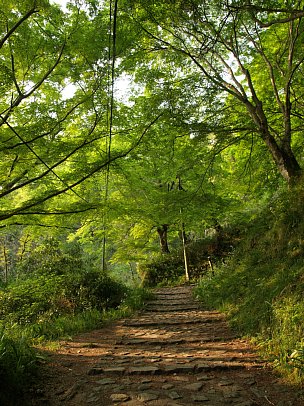 若葉の遊歩道