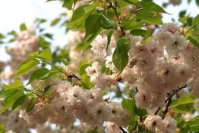 八重桜