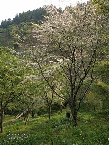 上千本の桜