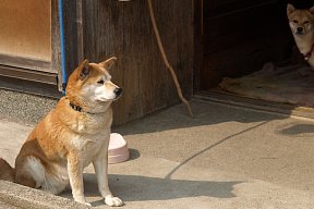 民家の犬