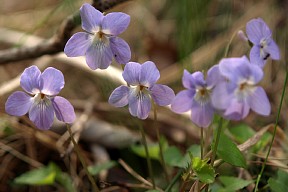 立坪菫