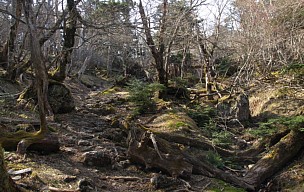 沢沿いの道