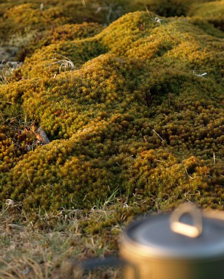 苔の大地