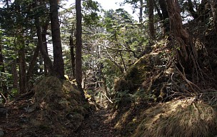 山上の森