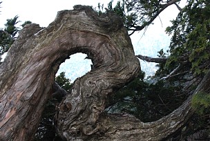 のぞき窓