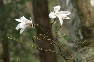 タムシバ