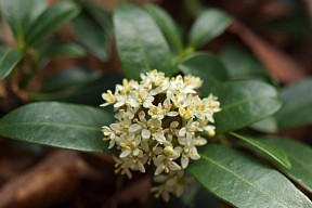 林床に咲く花