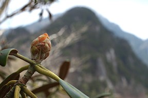 シャクナゲの蕾