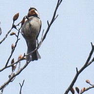 野鳥