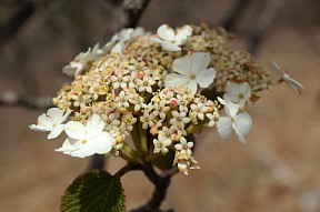 装飾花を持つ花