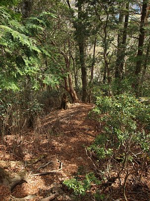 緑の登山道