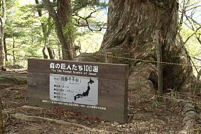 持経千年桧