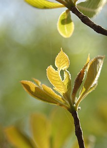 葉