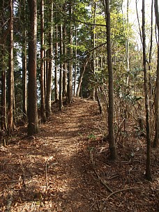 木立の道