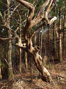 うねる木