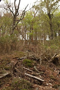 行仙岳への急登