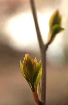 芽