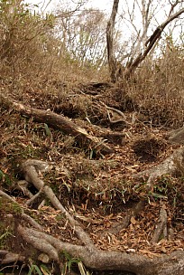 笠捨山登山道