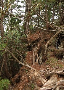 痩せ尾根